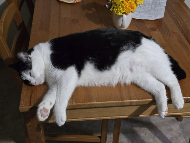 A black and white tuxedo cat named Penguin sleeping on the dining room table. There is a sheet of notebook paper and a mug of flower blossoms behind her.