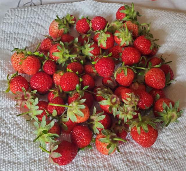 A pile of fresh, ripe strawberries with green stems and leaves, scattered on a white paper towel.