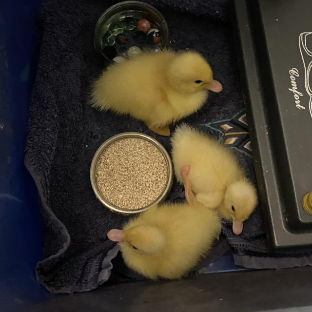 Three ducklings in a plastic brooder with a ramekin of chick crumb. 