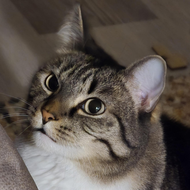 A brown tabby cat with white paws and chest glares at something out of frame