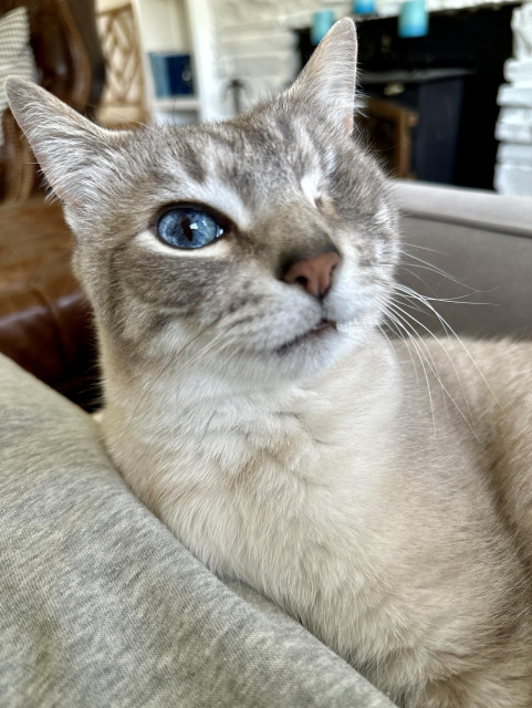 Doots, a one-eyed Lynx Point Siamese cat, lounging next to me on a cream blanket on a grey sofa. His expression looks whimsically smug, because he knows he is a special little guy.  