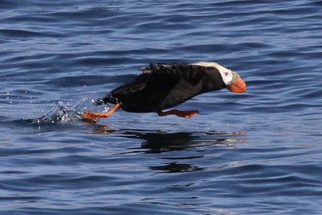 A cute puffin running as fast as it can along the surface of the water and flapping its wings frantically 