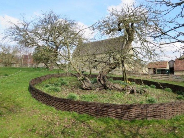 The Apple tree where Isaac Newton discovered gravity