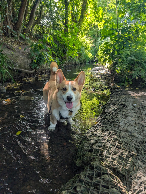 A Corgi stands ankle deep (so not at all deep) in a shaded stream. Dappled sunlight comes through the tree cover.