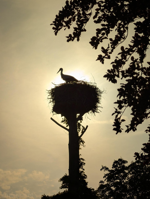 The silhouette of a stork,  seen in profile. Standing elegantly atop its large, circular, nest made of twigs and branches, perched high on a tall purpose-built wooden pole.

The sun is positioned directly behind the nest and bird, creating a strong halo effect and a warm, golden-hour sky with soft, scattered clouds near the bottom.

The right side and top of the image are framed by the silhouettes of leafy tree branches, adding depth and a border to the composition.