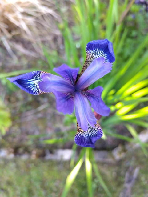 photo of a blue flower with three main petals, they are light purple with streaks of blue. Behind them are three other white and blue petals ending in a pure blue pattern. The background, blurry, is made of large grass leaves with a touch of sun on some of them.