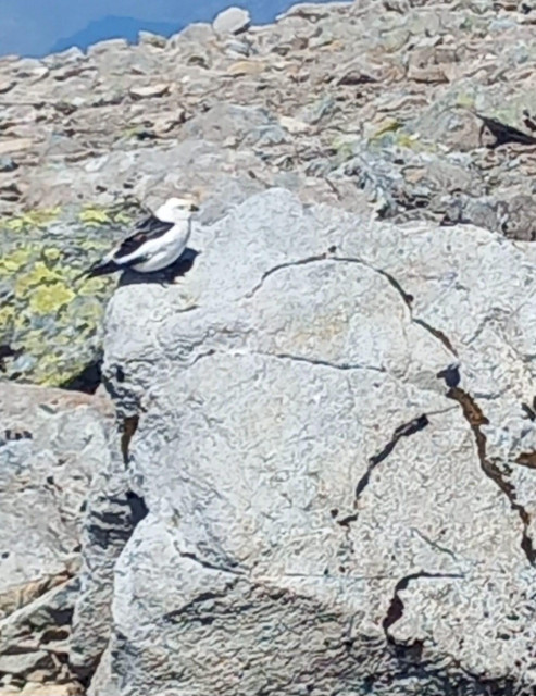 A blurry phone-photo of a Snow Bunting (Plectrophenax nivalis) at rest on a boulder 😍