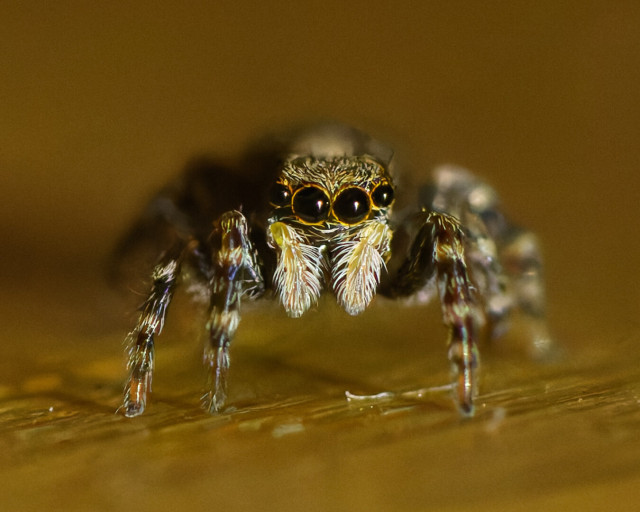 A portrait of a jumping spider