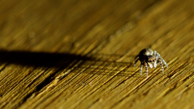 Now zoomed out
You can see how the little animal casts a long shadow to the left