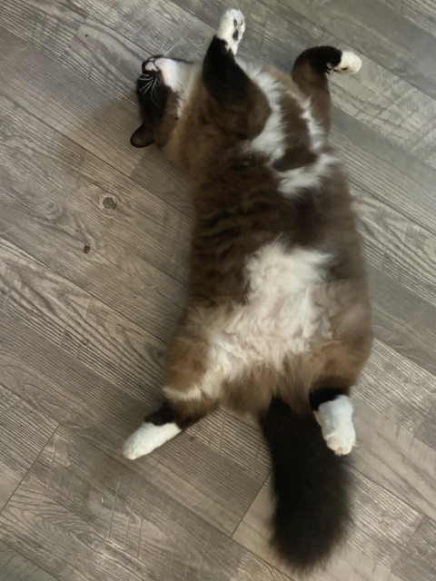 A snowshoe ragdoll boi lying supine with his paws in the air, against a grey laminate floor.