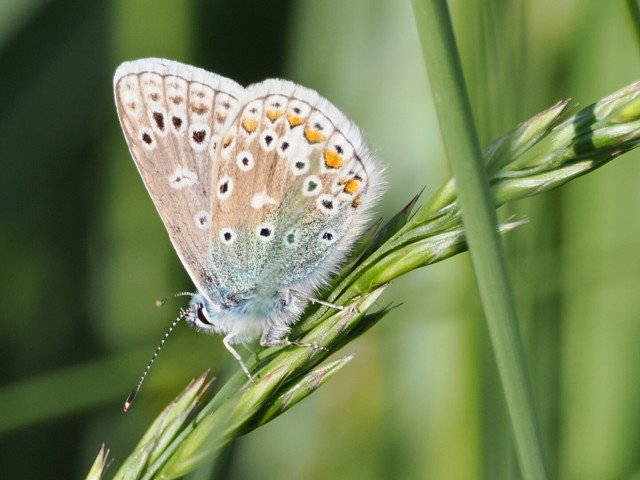 Blue butterfly with wings fading to orange at the edges