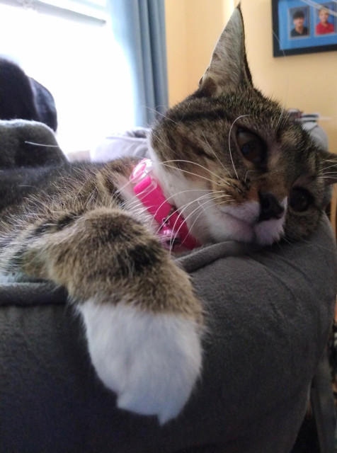 Lying in her grey cat bed is Pax, our brown tabby cat with white markings.  Her head is down, resting against the edge of the bed.  Pax's looks like she is very tired.  One white mitten is hanging over the side.  A bright pink collar with a tiny pink bell is around her neck.