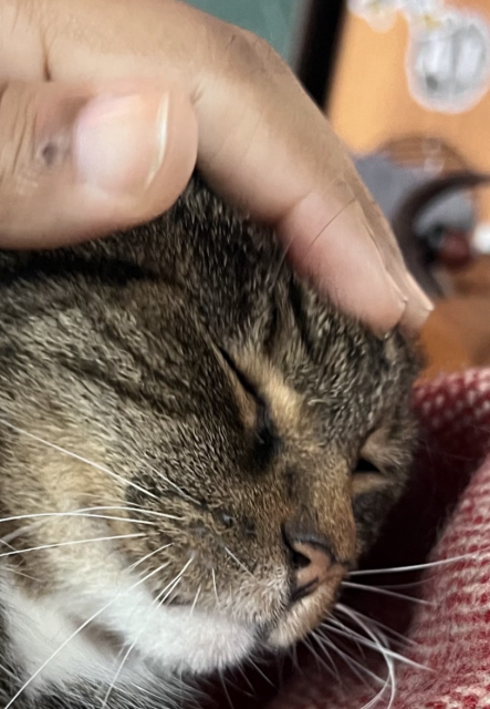 a hand pets Pica the cat’s little head. 