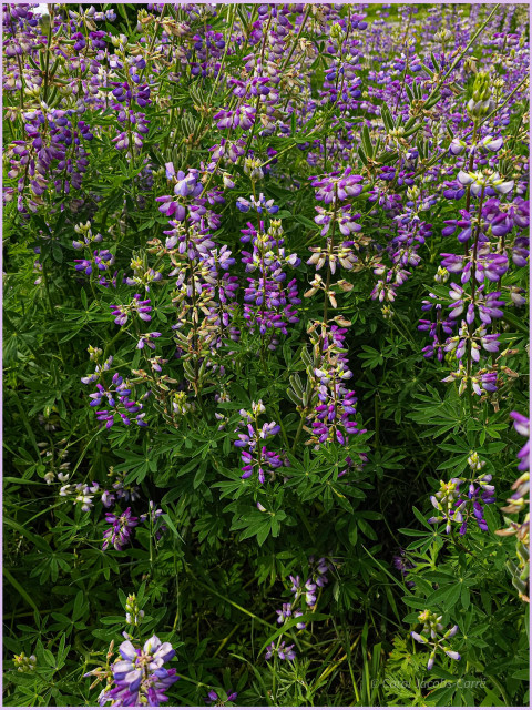 A field full of lavender and white lupine flower spires show that the blooming period is, almost over. The pea-like flowers are concentrated at the top of the stems, with the velvety green seed pods already well formed at the bottom. The flowers are set against the deep green palmate leaves.