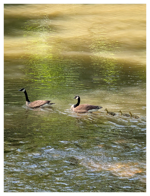 two adult Canada geese swim on a sunlit, muddy river, leading a line of fuzzy goslings across the rippling water. the surface reflects green foliage, creating a dappled, serene scene. the geese and goslings move together from left to right.