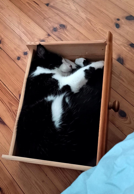 A long young adult tuxedo cat curled up very snugly and asleep in a small wooden drawer on the floor