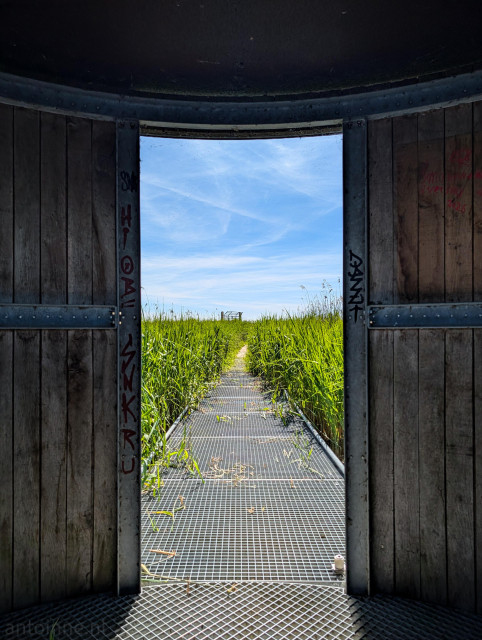 A stark contrast between a dark, enclosed structure and a bright, open outdoor landscape, viewed through a curved doorway.

A straight boardwalk made of industrial metal grid flooring stretches directly away from the viewer through the center of the frame.

On both sides of the path, dense, vibrant green reeds and tall grasses grow thickly, reaching roughly waist-high. The pathway cuts a clean, linear divide right through this vegetation.