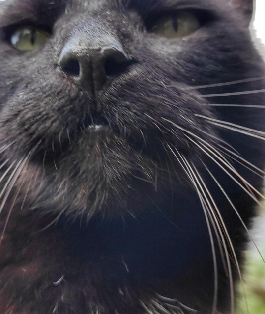 Close-up portrait of a big black cat.