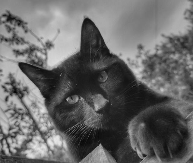 Portrait of another, younger black cat and his big paw