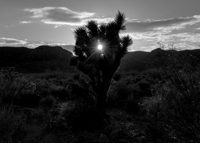 A black and white landscape photo of a spiky joshua tree with the setting sun seen through a small gap between branches. The joshua tree and surrounding desert bushes are pretty much in silhouette with tiny beads of sunlight seen here and there. The sky is about fifty percent overcast with a line of clouds close to the horizon over a distant mountain range. 