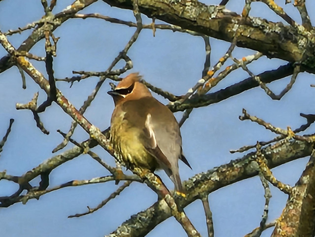 A cedar waxwing perches on a branch. They're a very round little bird, brown with a yellow belly and tan head, a cool black mask, and a nifty head crest. 