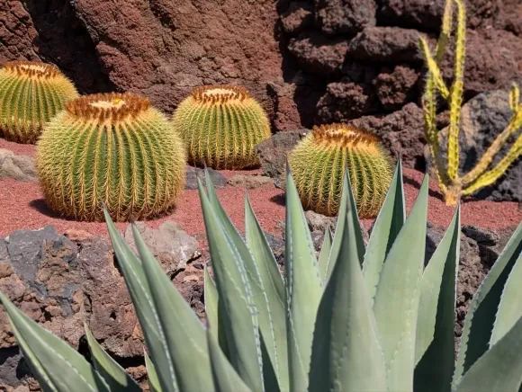 3 identical cacti