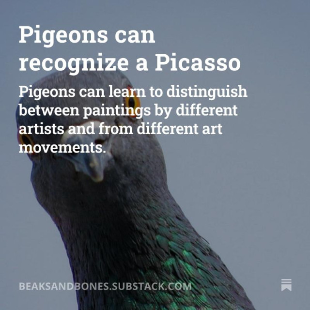 Photo of a pigeon directly looking into the camera. White text on top of the image:
Pigeons can recognize a Picasso
Pigeons can learn to distinguish between paintings by different artists and from different art movements.