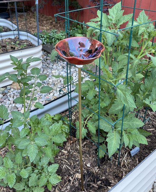 A flower-shaped bird/bee bath perched on a brass garden stake, surrounded by tomato plants. 

Inside glaze: Cerberus Oil Spot, then streaks of Running Hot Chowder, covered with two coats of Candy Apple Red. Outside glaze: four coats of Candy Apple Red.