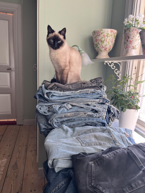 A cat sits atop a neatly stacked pile of denim jeans. In the background, there are potted plants and a lamp on a shelf, along with a doorway visible in the frame. The setting has a cozy, casual atmosphere.