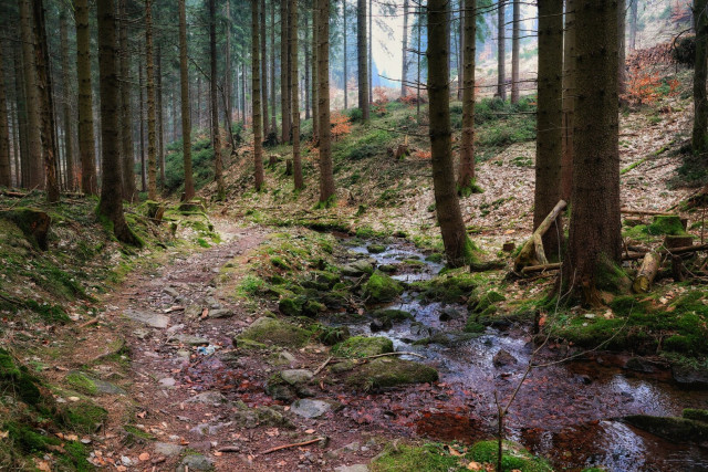 A dense scene from the Thuringian Forest, featuring tall coniferous trees with a narrow, winding dirt path cutting through the centre. Moss covers the forest floor, rocks, and fallen logs, while a small brook trickles across the path. Sunlight filters through the canopy, illuminating patches of green moss and brown leaves.