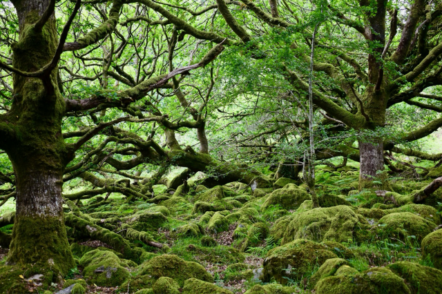 Oaks in Burrator woods covered in moss 