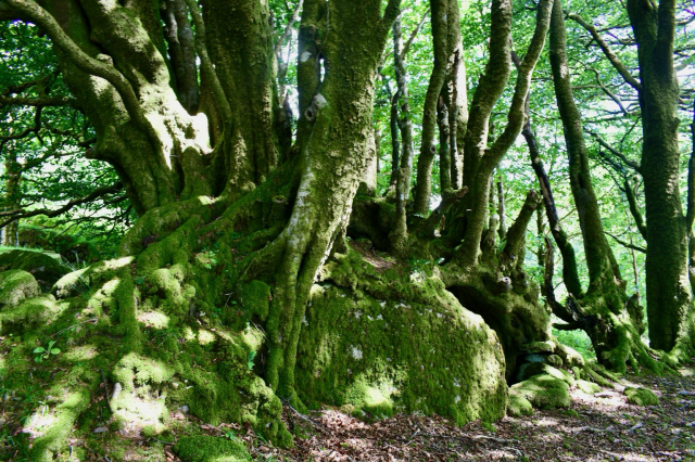 Beeches and rocks near Burrator 