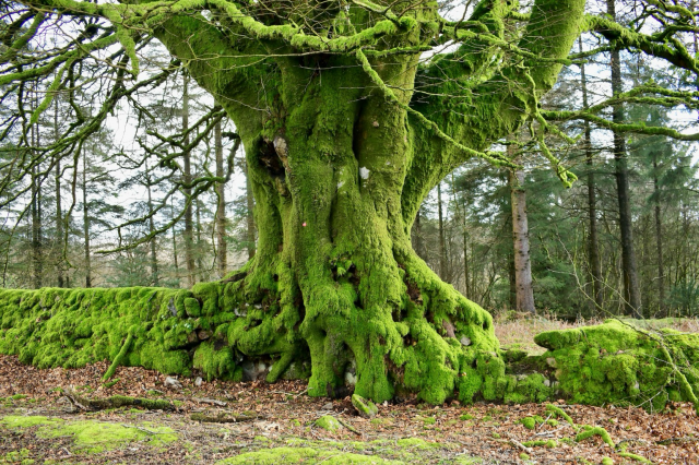 Beech tree near Devonport leat 