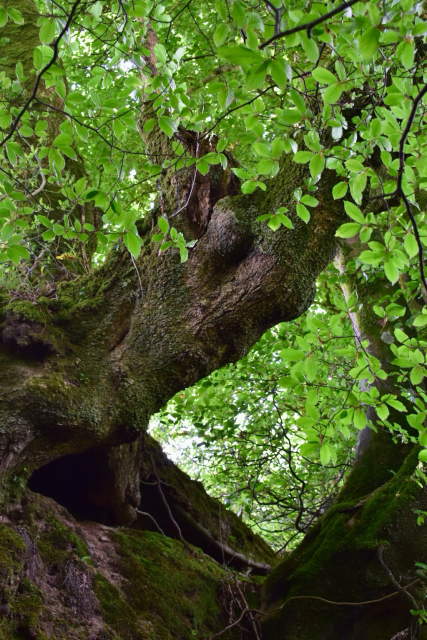 Oak near Moortown 