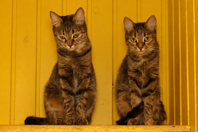 Two tabby cats sit side by side inside a bright yellow wooden frame. One cat looks sleepy and unimpressed while the other stares directly at the camera with wide curious eyes.