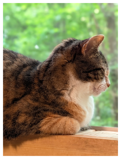 a calico cat with white markings is lying on a wooden windowsill with front paws tucked under her, eyes closed. the background is out of focus green forest through the window screen.
