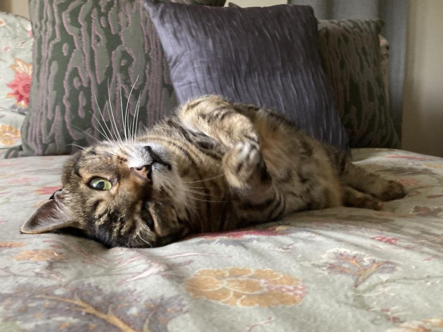 Tabby cat on his back on a grey-green floral comforter (yes, it's that IKEA one) in front of patterned green and grey-blue cushions. He's looking at the camera with one ear squished under his head and his front paws slightly outstretched. One paw is blurry as it's in motion. 