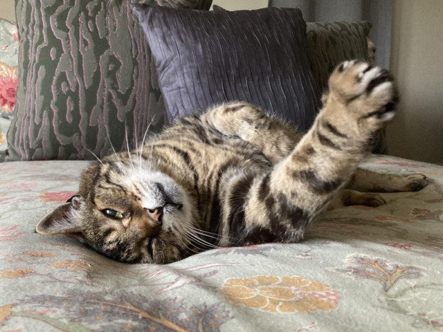 Tabby cat on his back on a grey-green floral comforter in front of patterned green and grey-blue cushions. He's looking at the camera with one ear squished under his head and one front paw stretched toward the camera with the other resting on his chest. He looks very chill. 