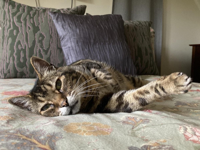 Tabby cat on his side on a grey-green floral comforter in front of patterned green and grey-blue cushions. He's looking at the camera with as if he's a magazine model, his cheek resting on the comforter with his whiskers on that side of his face tucked under his cheek. One front paws stretched away from his body with the other resting on his chest. He might be getting ready for a snooze.