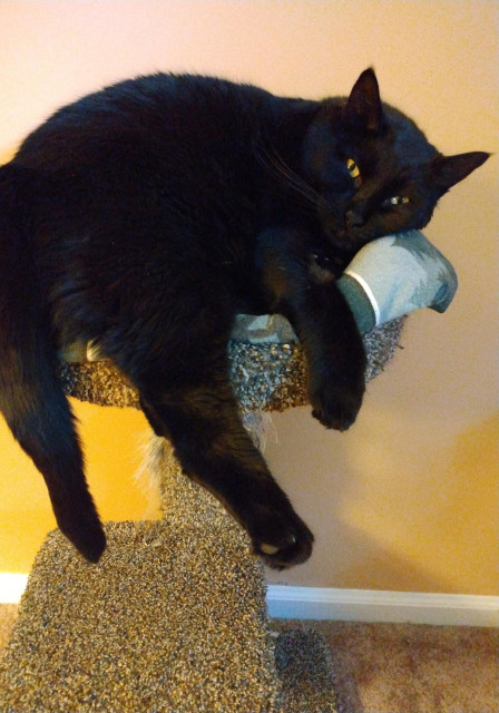 Doodle, our big black cat, is lying with his head down in an old cat tower bed that is too small for him.  After just being woken, his yellow eyes are looking at the camera.  His legs and tail are all sprawling and hanging over the edges of the circular bed in the tower.