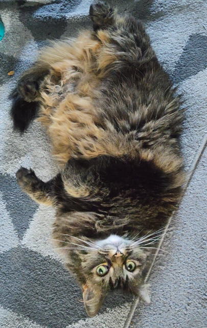 A long hair domestic cat laying on it's back with it's legs up looking up at the camera.