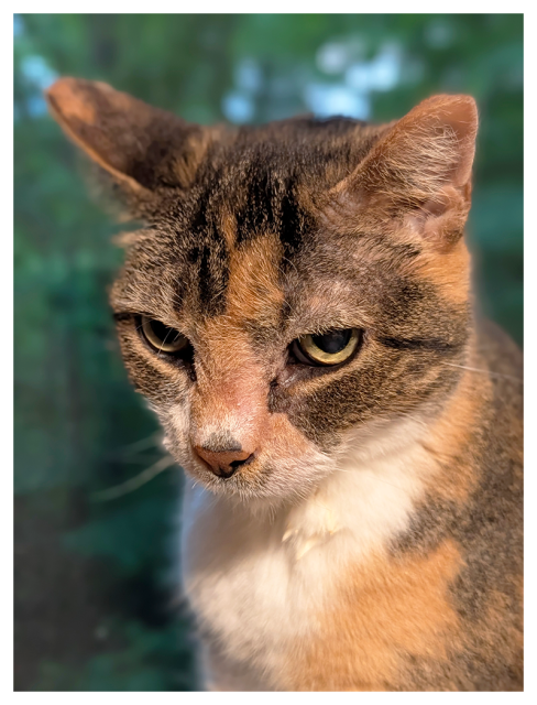 close-up of a calico cat with white markings and green eyes looking down slightly, sitting on an unseen windowsill with dense woods at dusk out  appear of focus through the screen window.