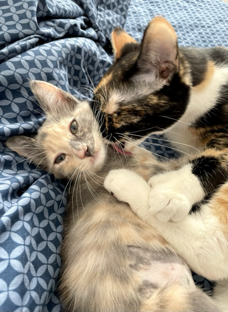 A polydactyl tortico cat grooms a small dilute calico kitten