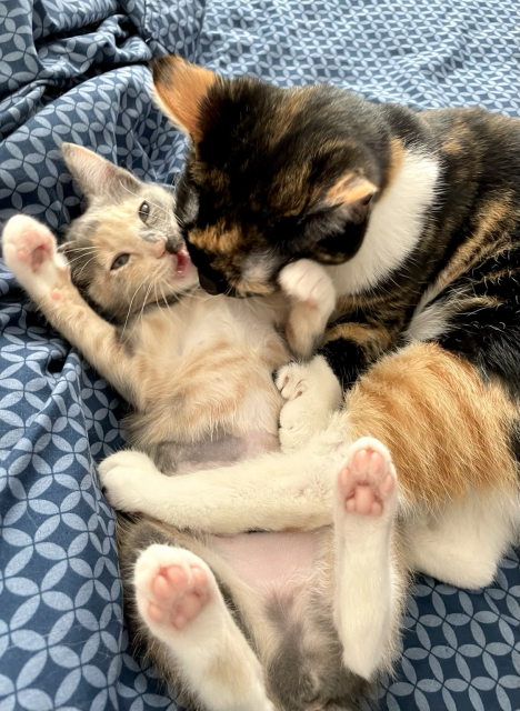 A polydactyl tortico cat grooms a small dilute calico kitten, who’s on her back, showing pink toe beans and a newly shaved belly