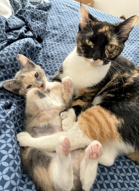 A polydactyl tortico cat holds a small dilute calico kitten, who’s on her back with front paws curled, back paws showing pink toe beans