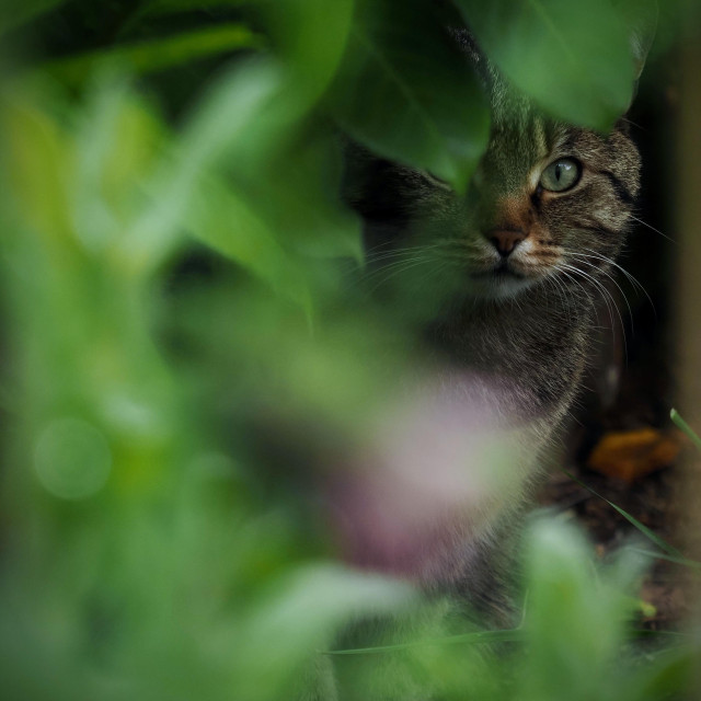 eine getigerte katze blickt direkt in die kamera, während sie sich unter saftig grünen blättern einer kirschlorbeere versteckt. das gesicht der katze ist teilweise von den blättern verdeckt. der grüne vordergrund ist unscharf, was den fokus auf das scharfe auge und die schnurrhaare der katze lenkt.