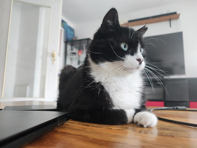 Kater Phips liegt auf dem Wohnzimmertisch 