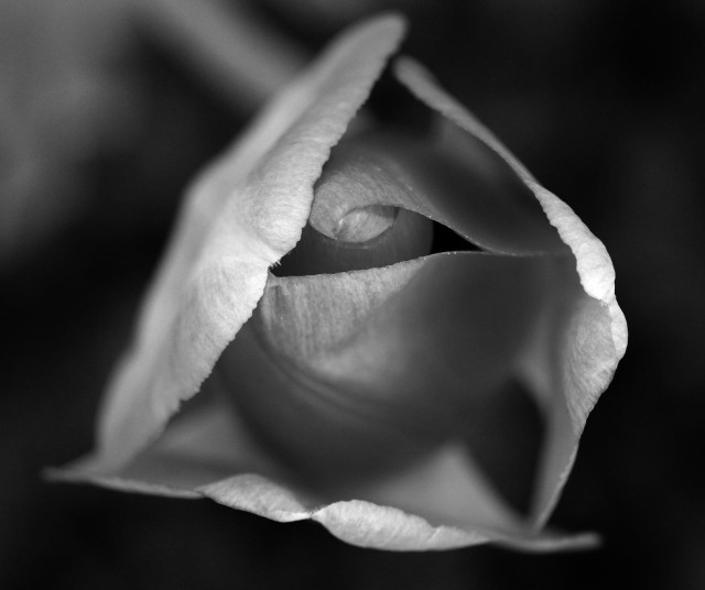 Black and white macro photograph of the tip of a tulip flower opening, taken from above and showing the petals parting slightly, like a mouth about to whisper in the ear of its admirer.

Photographie macro en noir et blanc de l’extrémité d’une fleur de tulipe en train d’ouvrir, prise du dessus et montrant les pétales s’écartant légèrement, comme une bouche sur le point de murmurer à l’oreille de son admirateur.
