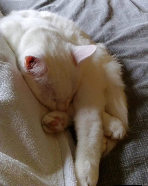 En vit katt ligger ihopknycklad kloss intill ett vitklätt ben