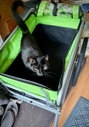 Black cat in a metal cargo trailer for a bike. The inside of trailer is a bright green and black canvas zip-up "box", unzipped so the cat can do a thorough investigation.
